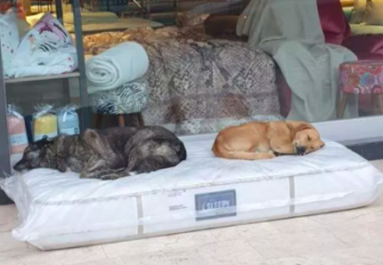 Turchia, negozio di materassi ne lascia uno fuori per i cani randagi